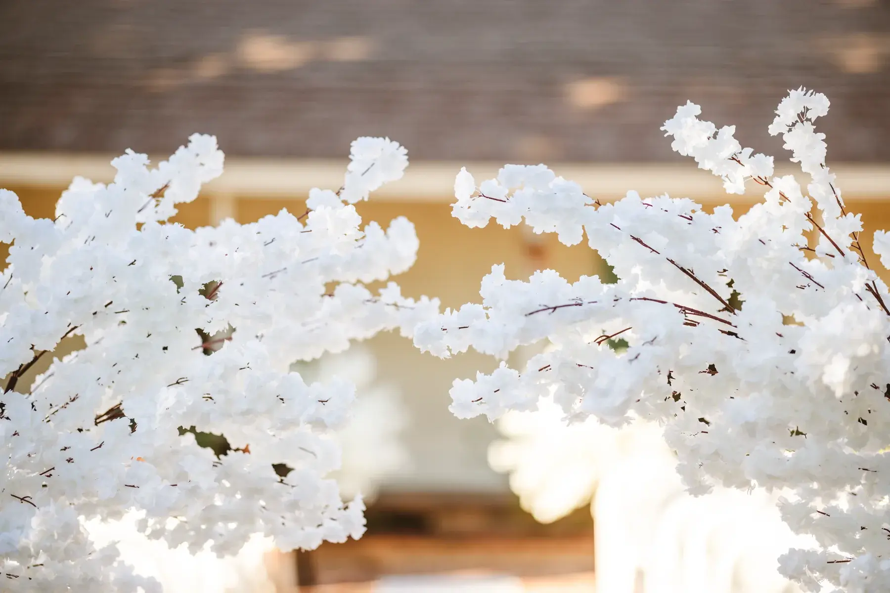 Soft white blossoms in afternoon sunlight
